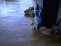 baby bunnies