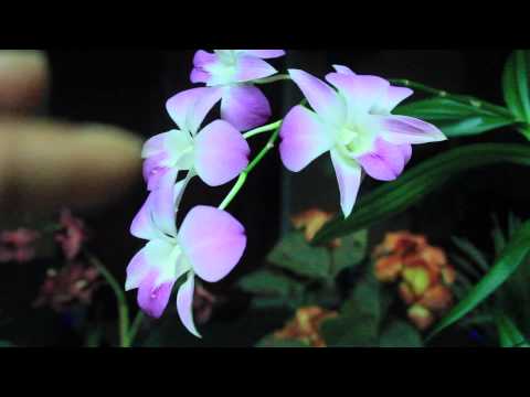 how to fertilize dendrobium