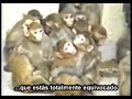 Free Me (Peta) Free Me (Peta)