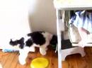 jagger fests on spaghetti