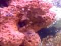 aquario marinho c/ aranha zooantus ,aranha zebra ,nemo , turbo snail mini paguro 