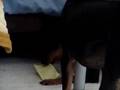 Manchester Terrier video