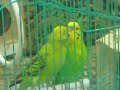عاشق ومعشوق (طيور الحب)