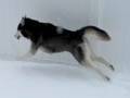 BLIZZARD ON THE BAY - Mishka & Moki pt1