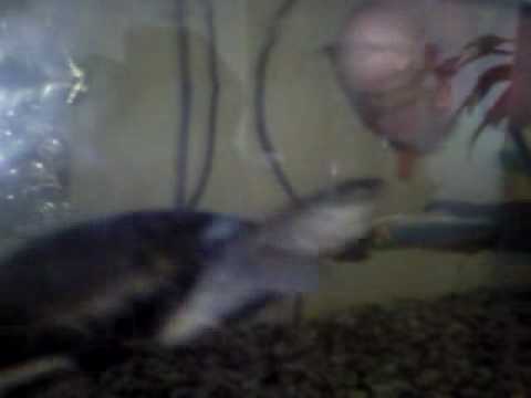 ma tortue (pelusios castaneus)