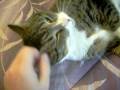 videos de Natasha