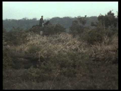 New Forest Ponies, 1989