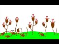 RIF, MAROC, AMAZIGH: le printemps d\ RIF, MAROC, AMAZIGH: le printemps d\