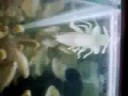white lobster
