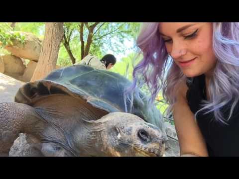 YouTube reptile video