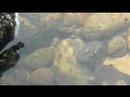 Gunnison River Mayflies