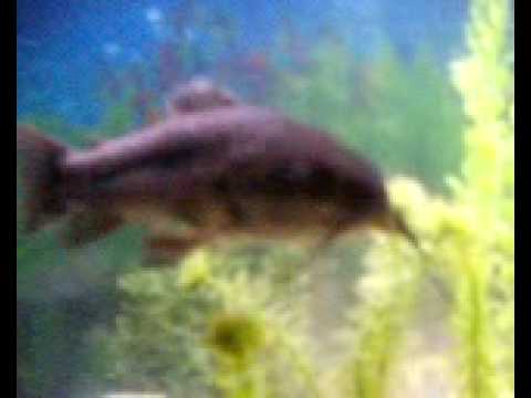 Brown hoplo catfish