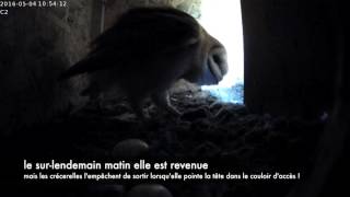 Interaction entre la chouette effraie et les crécerelles dans notre nichoir..