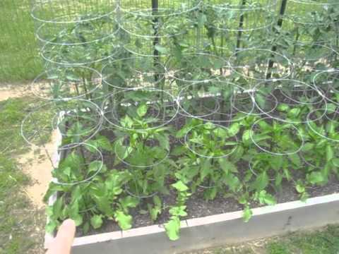 how to harvest dino kale