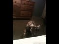Mi perro mambo y sofia teniendo sexo