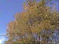 friends skateboarding
song,
