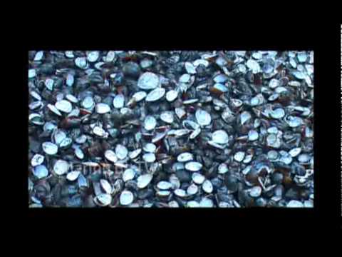 Clams