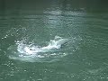 Lunkerdog Monster Urban Tarpon Chased By Shark Lunkerdog Monster Urban Tarpon Chased By Shark