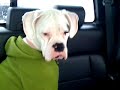 dogcammom live at 08:09am PST on 12/19/2009 in Woodbury Heig