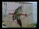 masturbating parrot