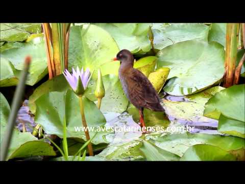 Saracura-do-banhado - Cristiano Voitina