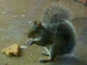 Ha, Lil Scene Squirrel Eaats it\