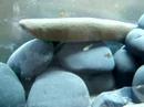 Diplodus sargus childs aquarium karaburun Diplodus sargus childs aquarium karaburun