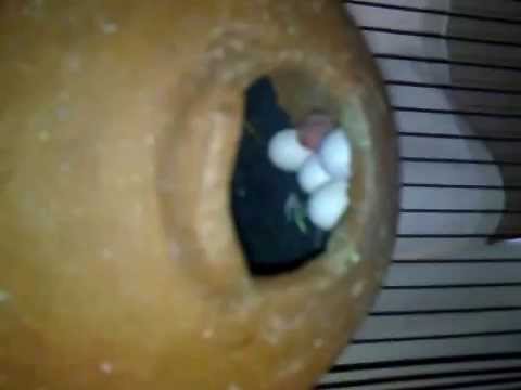 how to hatch love birds eggs
