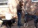 Merlin basic obedience - high distraction
