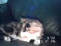 Clyd-A-Scope Persians Calico female kitten Born 2-3-08