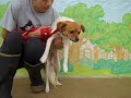 Gino A4065545