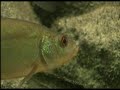My fishtank