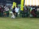 10th Anniversary SuperDogs Competition in NAGAOKA