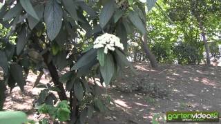 #1275 Runzelblättrige Schneeball - Viburnum rhytidophyllum 