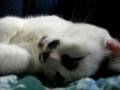 My kitty Cookie - Still Cute