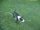 Missy playing with a stick Missy playing with a stick