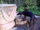 Letty the Patterdale Bitch Dog Drinking Letty the Patterdale Bitch Dog Drinking
