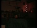 Il pappagallo intonato