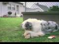 videos de Waarom wil je hond naar buiten? Funny dog outside humor