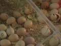 Baby Chicks