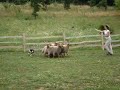 very first herding training of Briar Rose (\
