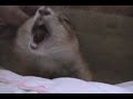Laughing prairie dog drama