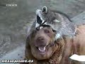 Recopilación de animales divertidos