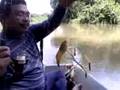 Freshwater Prawns Fishing / Memancing Udang Galah