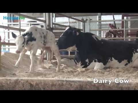 Baby Animals Taking Their First Steps