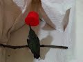 Rescued Hummingbird Eats Gnat & Sugar 