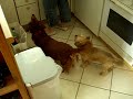2 Hunde betteln um Futter 2 Hunde betteln um Futter