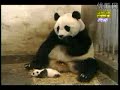 Super Cute And Funny - Panda Sneezing Super Cute And Funny - Panda Sneezing