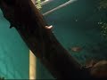 Winnipeg Zoo Piranha Winnipeg Zoo Piranha
