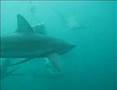 Tiburones en Umkomaas (ICEX 2007)